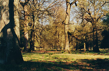 Forest of Dean near Speech House.